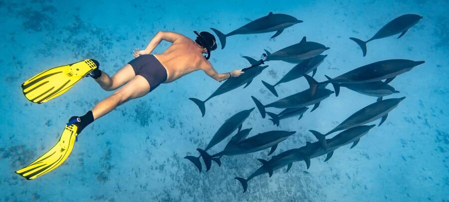 Marsa Alam:Sataya Reefs Dolphin Snorkeling Cruise with Lunch - Why Sataya Reef is worth the long ride
