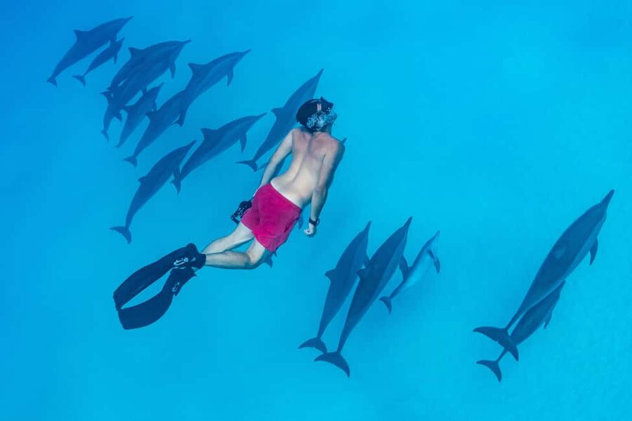 Marsa Alam:Sataya Reefs Dolphin Snorkeling Cruise with Lunch - Snorkeling with dolphins at Dolphin House