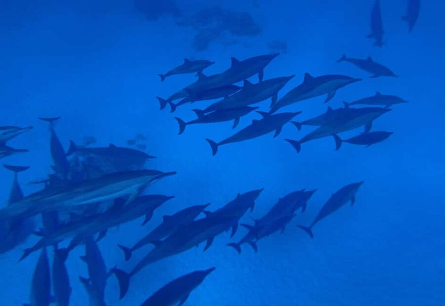 Marsa Alam:Sataya Reefs Dolphin Snorkeling Cruise with Lunch - Lunch on board and time between swims