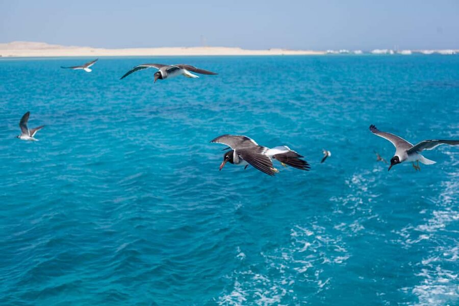 Marsa Alam:Sataya Reefs Dolphin Snorkeling Cruise with Lunch - Who should book this Marsa Alam cruise?