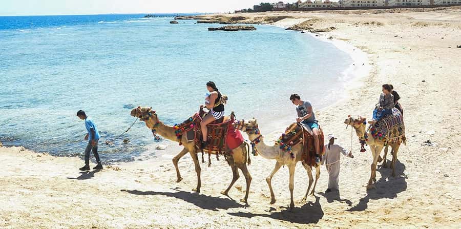 Marsa Alam: Sea and Desert Camel Riding Tour - Meeting the camels and getting ready