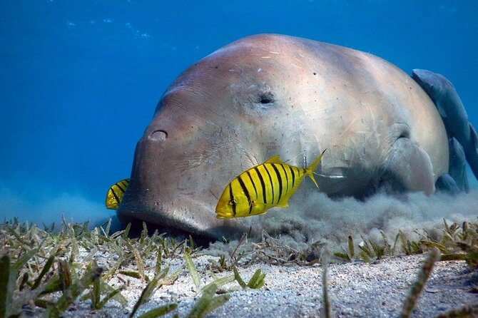 Marsa Alam: Snorkel with Sea Cows and Turtles at Marsa Mubarak - Why Marsa Mubarak is worth the boat ride