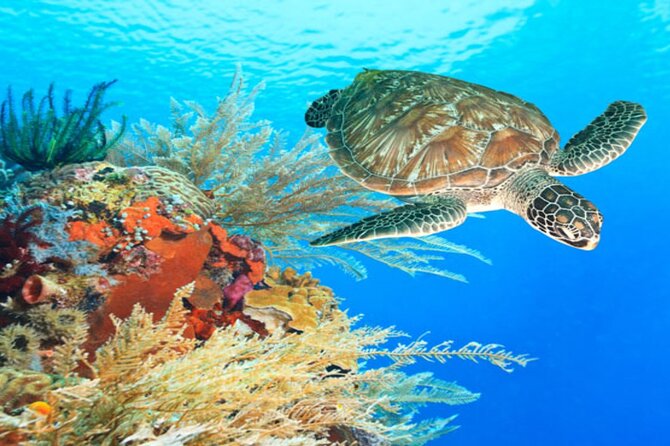 Marsa Alam: Snorkel with Sea Cows and Turtles at Marsa Mubarak - Turtles, dolphins, rays, and the reef