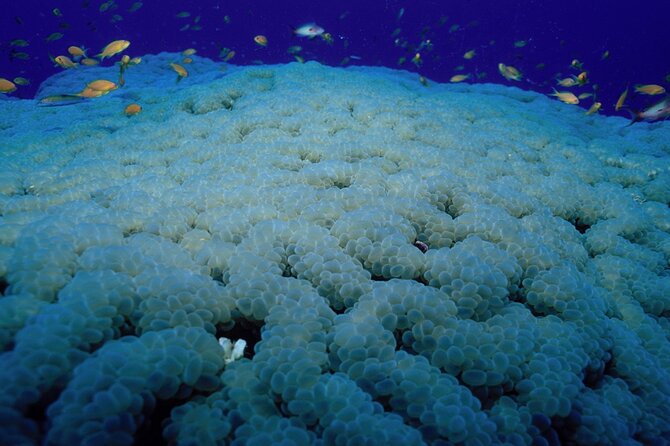 Marsa Alam: Snorkel with Sea Cows and Turtles at Marsa Mubarak - First snorkeling stop: reefs, fish, and possible crowds