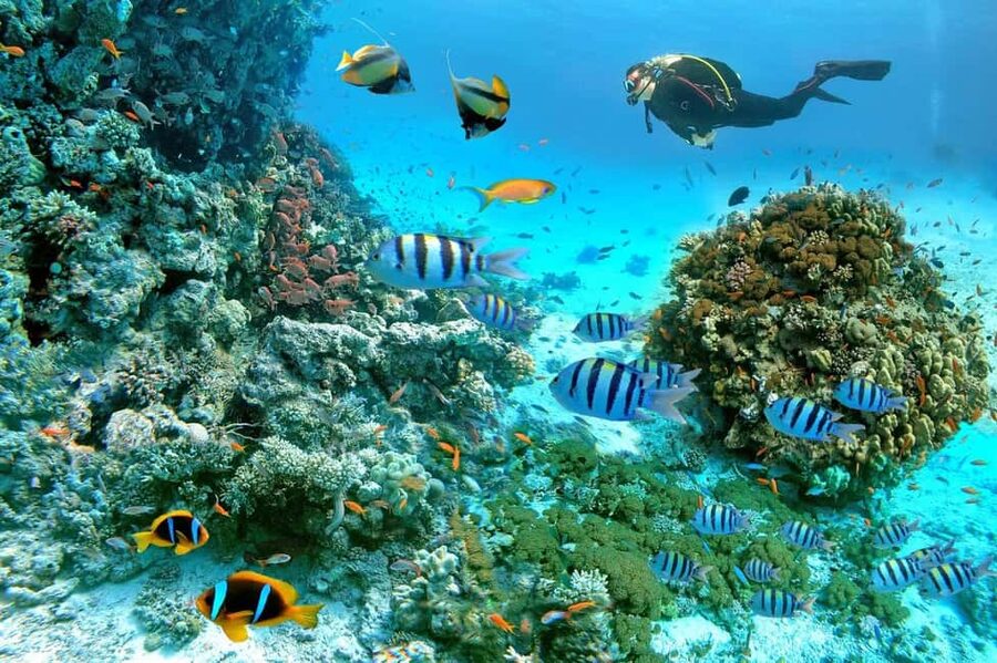 Marsa Alam: Snorkeling with Sea Turtles Marsa Mubarak - Why Marsa Mubarak is worth your time