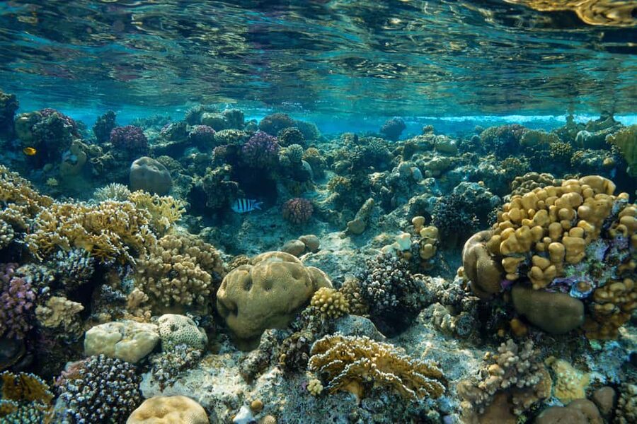 Marsa Alam: Snorkeling with Sea Turtles Marsa Mubarak - Coral reefs, fish, and the second water stop