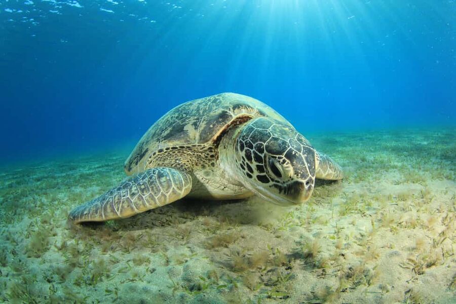 Marsa Alam: Snorkeling with Sea Turtles Marsa Mubarak - How the crew handles beginners and children