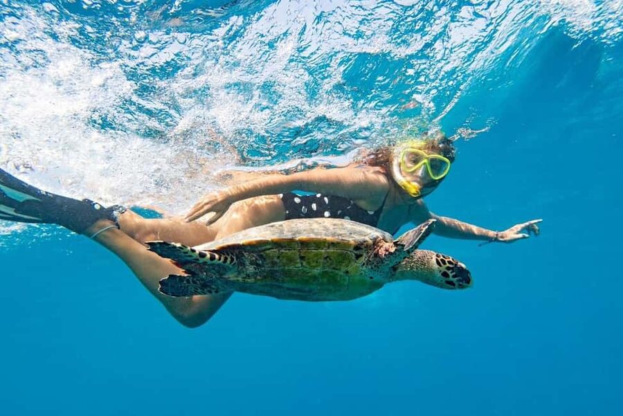 Marsa Alam: Snorkeling with Sea Turtles Marsa Mubarak - From your hotel to the Red Sea boat