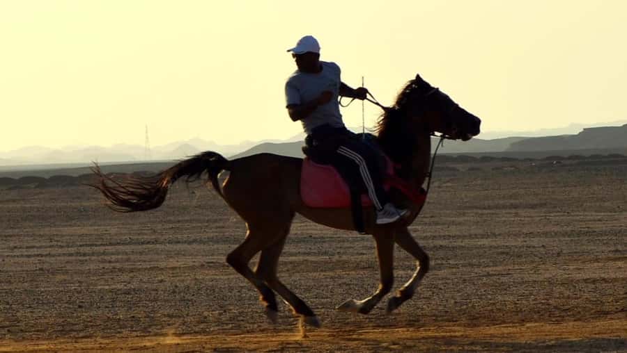 Marsa Alam: Sunrise Horseback with Breakfast - Who should book, and who should skip it