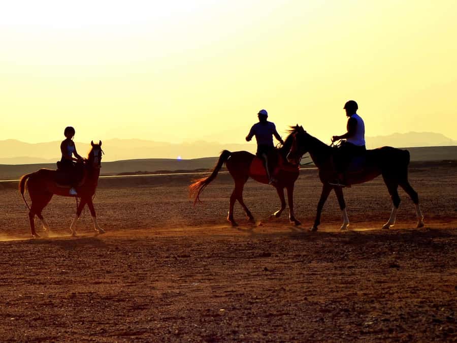 Marsa Alam: Sunrise Horseback with Breakfast - At the stables: meeting your horse and testing the basics