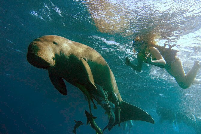 Marsa Mubarak snorkeling with dugong and turtles - marsaalam - Key points at a glance
