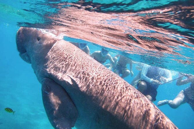 Marsa Mubarak snorkeling with dugong and turtles - marsaalam - Why Marsa Mubarak is famous for dugongs and turtles