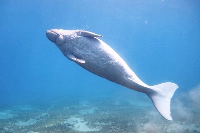 Marsa Mubarak snorkeling with dugong and turtles - marsaalam - Sailing 25 minutes to the snorkeling area