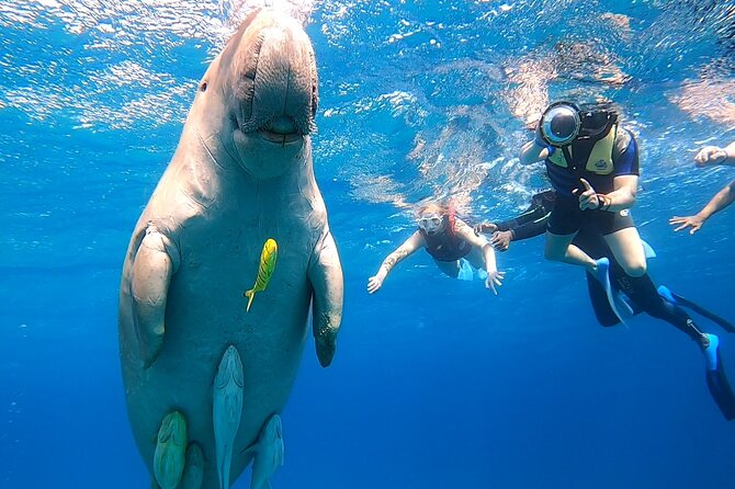 Marsa Mubarak snorkeling with dugong and turtles - marsaalam - Searching for the dugong at Marsa Mubarak