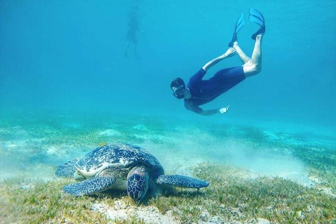 Marsa Mubarak snorkeling with dugong and turtles - marsaalam - How good is the snorkeling equipment and guiding?