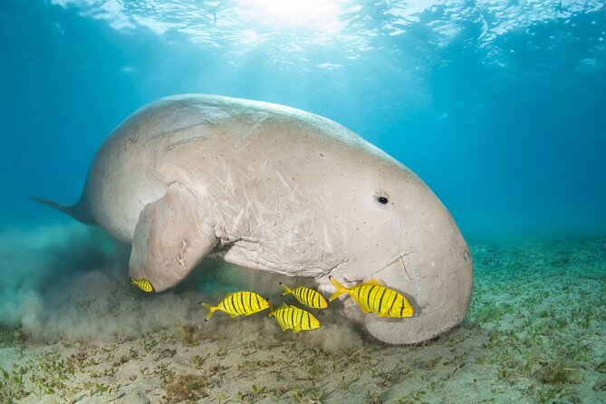 Marsa Mubarak snorkeling with dugong and turtles - marsaalam - Is $82 a fair price?