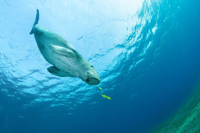 Marsa Mubarak snorkeling with dugong and turtles - marsaalam - The 8:00 a.m. pickup and ride to Port Ghalib
