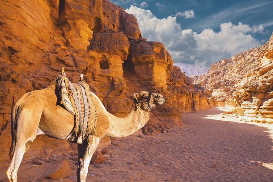 Moses Mountain & Saint Catherine from Dahab - Walking or taking a camel