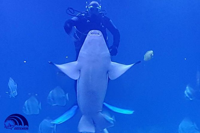 Official Account: Hurghada Grand Aquarium Entrance Tickets - Shark feeding times add a little drama