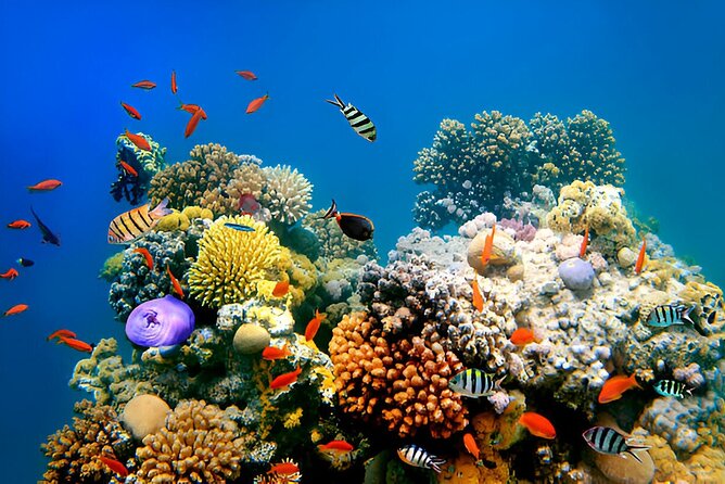 PADI Scuba Diver (PSD) - Who should choose this course