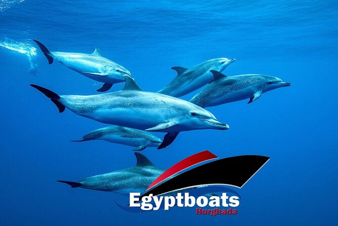 PRIVATE! | 4-hour Speed Boat Trip | Swim With Dolphins, Snorkeling & Island - What the dolphin search is really like