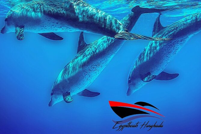 PRIVATE! | 4-hour Speed Boat Trip | Swim With Dolphins, Snorkeling & Island - Carless Reef and Omo Gamaar
