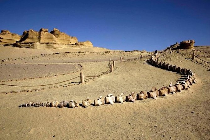 Private Tour To Fayoum Oasis, Valley Of The whales & Wadi Al Rian From Cairo. - The Valley of the Whales is the main event