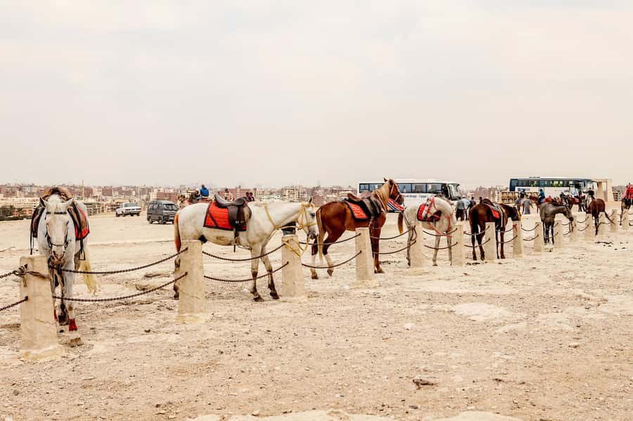 Pyramids of Giza and Great Sphinx: Private Half-Day Tour - Who should book this Giza tour?