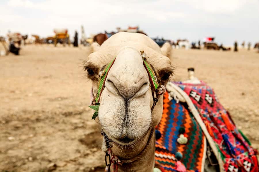 Pyramids of Giza and Great Sphinx: Private Half-Day Tour - The guide makes or breaks the day