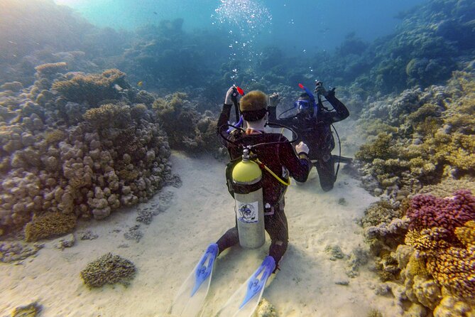 Red Sea Diving Trip from Hurghada: Beginner to Advanced Divers - What you may see below the surface