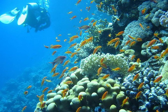Red Sea Diving Trip from Hurghada: Beginner to Advanced Divers - Lunch, boat time, and the value of the package