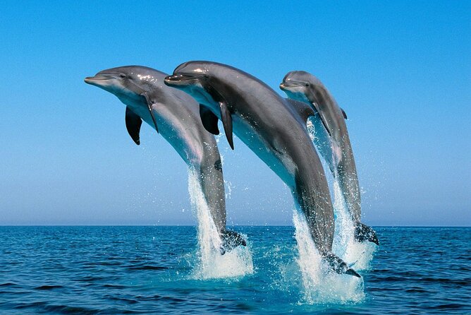 ROYAL Dolphin House & Water Sports Snorkeling Sea Trip - Hurghada - What to bring and how to make the day better