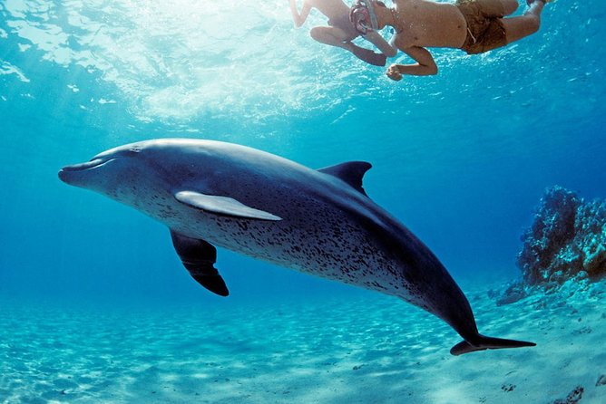 ROYAL Dolphin House & Water Sports Snorkeling Sea Trip - Hurghada - Swimming with dolphins and what you can really expect