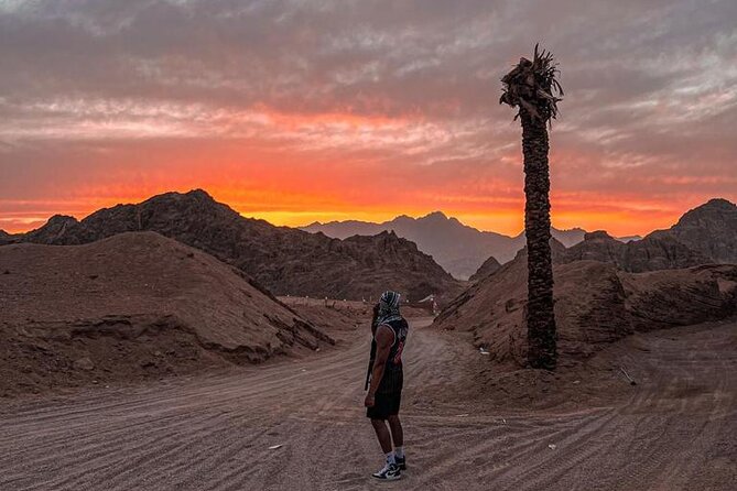 Safari 5 in 1 Quads, Camels, Show, Dinner & Star Gazing in Sharm El Sheikh - What the $50.97 price really buys