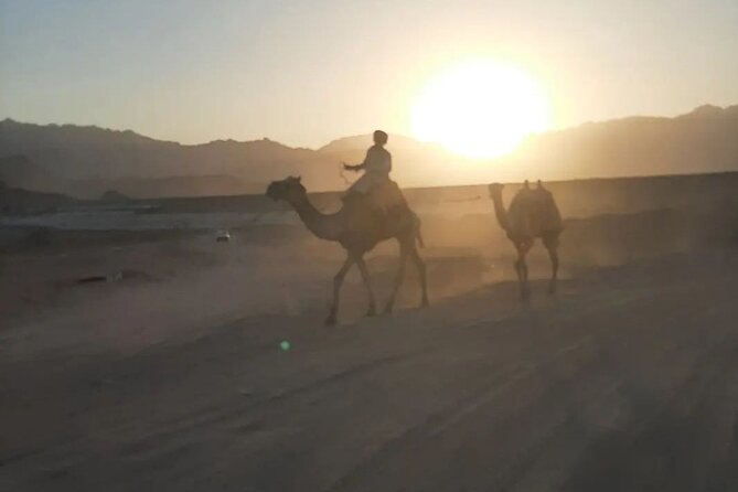 Safari 5 in 1 Quads Camels Star Gazing in Sharm El Sheikh - Practical details that affect your evening