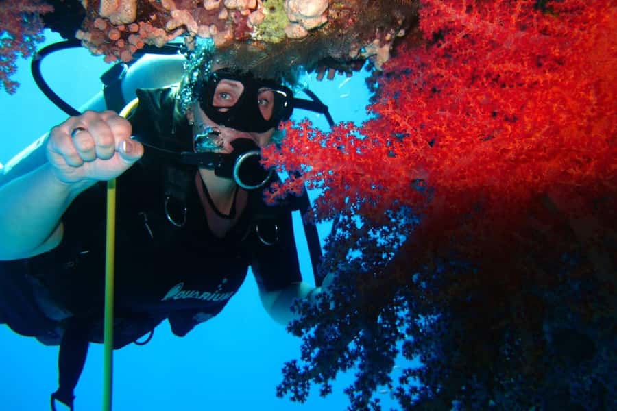 Sharm El Sheikh: Day sail to White island and Ras Mohamed - Should you book the Ras Mohamed and White Island cruise?