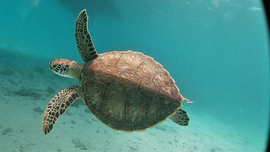 Sharm El Sheikh: Day sail to White island and Ras Mohamed - The crew makes a real difference