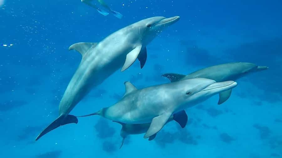 Sharm El Sheikh: Day sail to White island and Ras Mohamed - Is the $31 price good value?