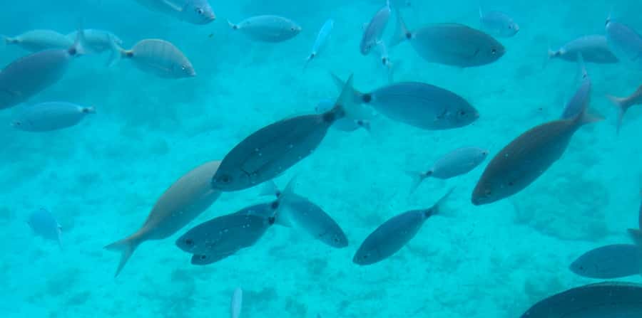Sharm El Sheikh: Glass Bottom Boat Tour & Private Transfer - Key points to know before you book