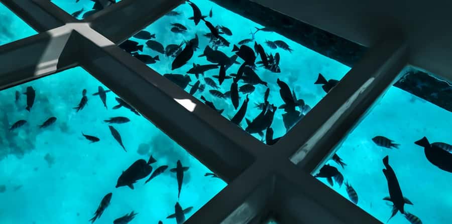 Sharm El Sheikh: Glass Bottom Boat Tour & Private Transfer - Seeing the Red Sea without getting wet