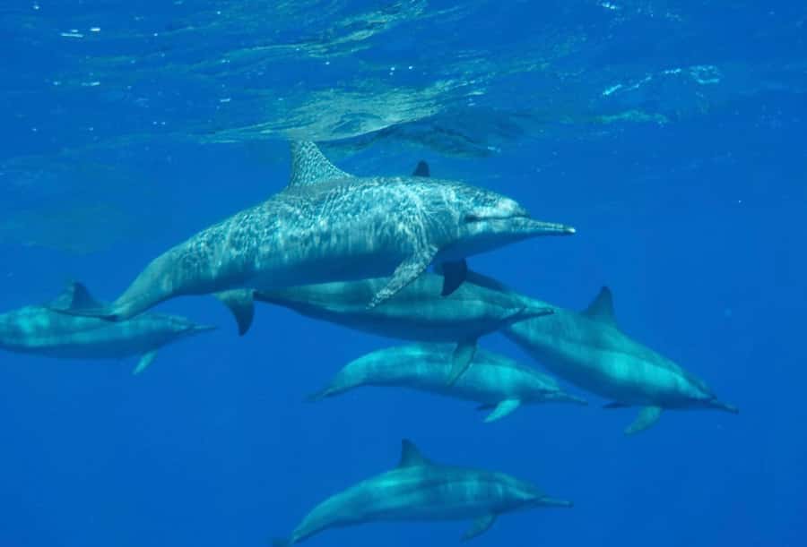 Sharm el-Sheikh: Premium Ras Mohammed & White Island Cruise - Snorkeling above Ras Mohammed’s coral reefs