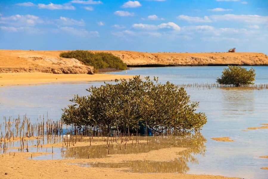 Sharm El-Sheikh: Ras Mohamed Half-Day Tour & Allah's Gate - Snorkeling Ras Mohammed’s colorful reef