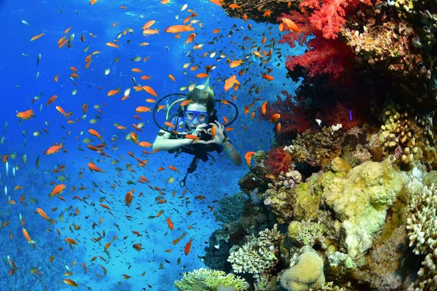 Sharm El Sheikh: Ras Mohamed & White Island Dive & Snorkel - Who should book this Red Sea day