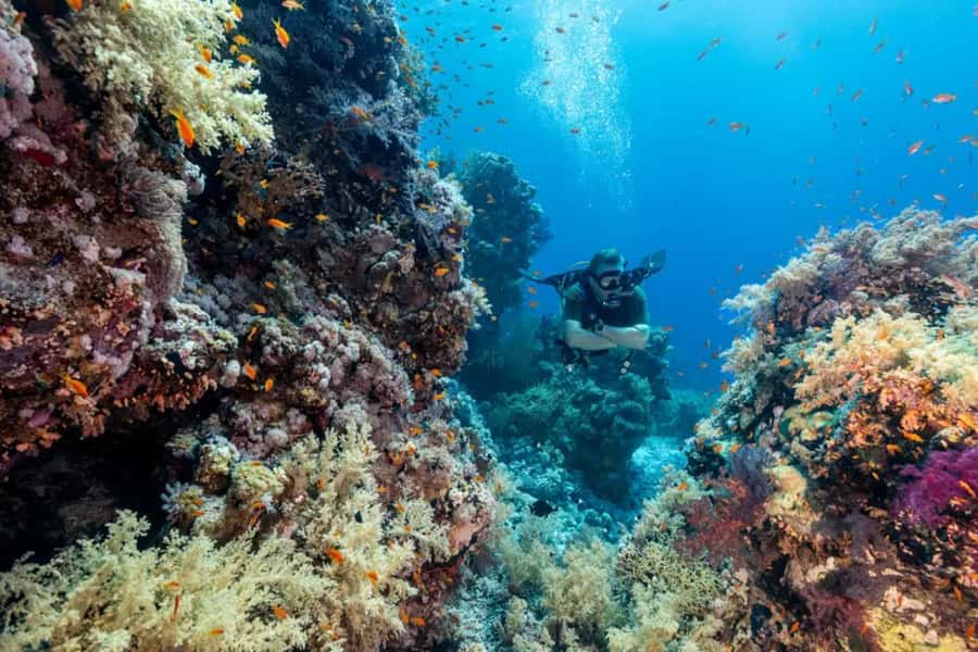 Sharm El Sheikh: Ras Mohamed & White Island Dive & Snorkel - Should you book the Ras Mohamed and White Island trip?