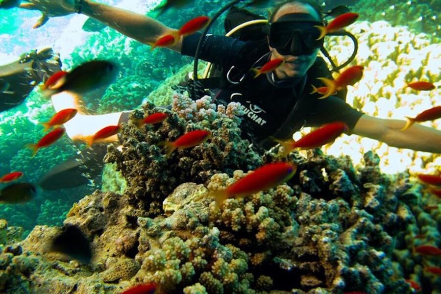 Sharm El Sheikh: Ras Mohamed & White Island Snorkel or Dive - White Island adds a change of pace