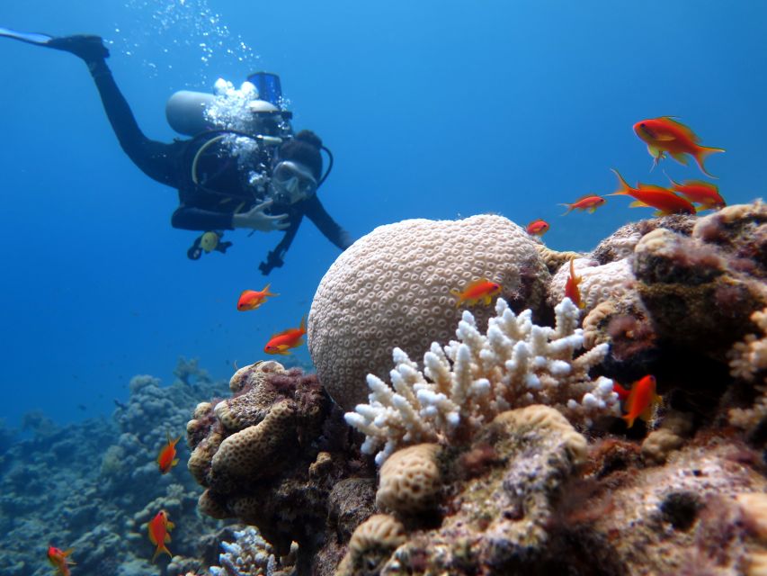 Sharm El Sheikh: Ras Mohamed & White Island Snorkel or Dive - Who will get the most from this outing