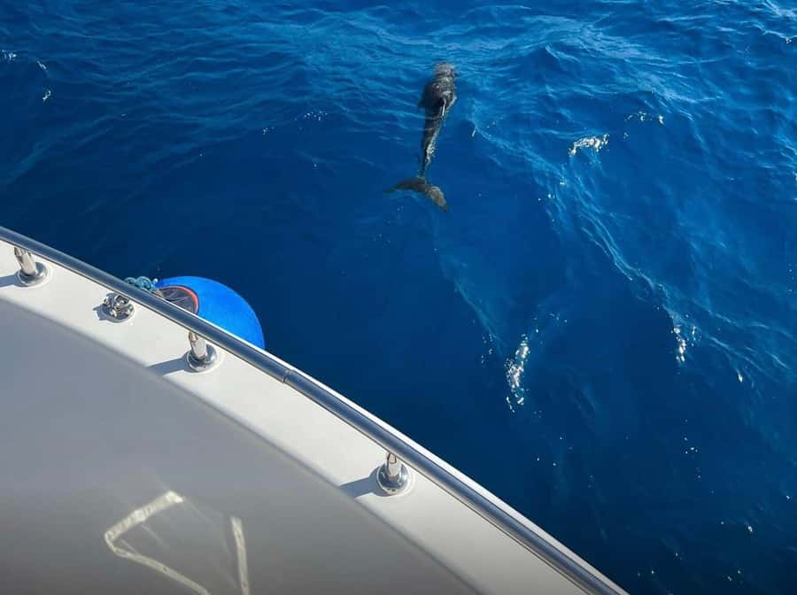 Sharm el-Sheikh: Ras Mohammed Elite VIP Cruise and BBQ Lunch - Should you book the Elite VIP cruise?