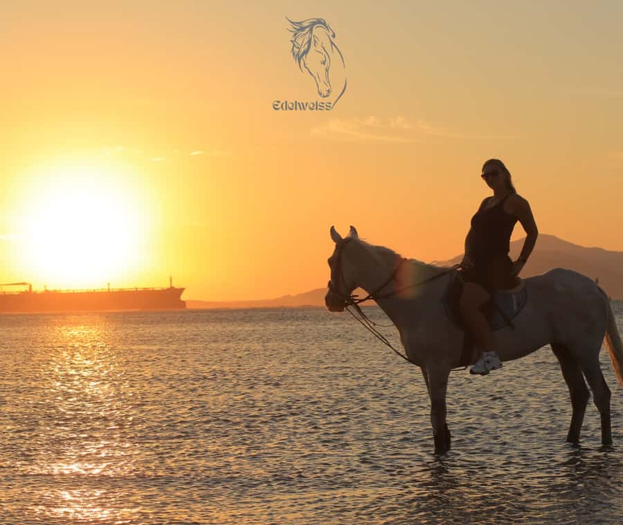 Sharm El Shiekh: Beach and City Desert Horse Riding Tour - Key points at a glance