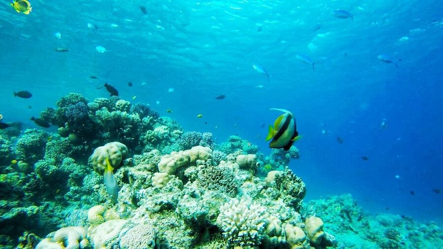 Sharm: Introductory Dive from the Shore & PADI Courses - Fanar Beach is a gentle place to begin