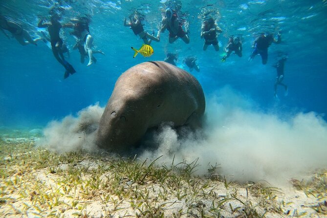 Snorkeling Boat Trip with Dugongs and Turtles in Marsa Alam - From your hotel to Port Ghalib at 7 a.m.